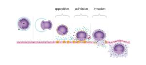 implantation embryon dans endomètre après fécondation